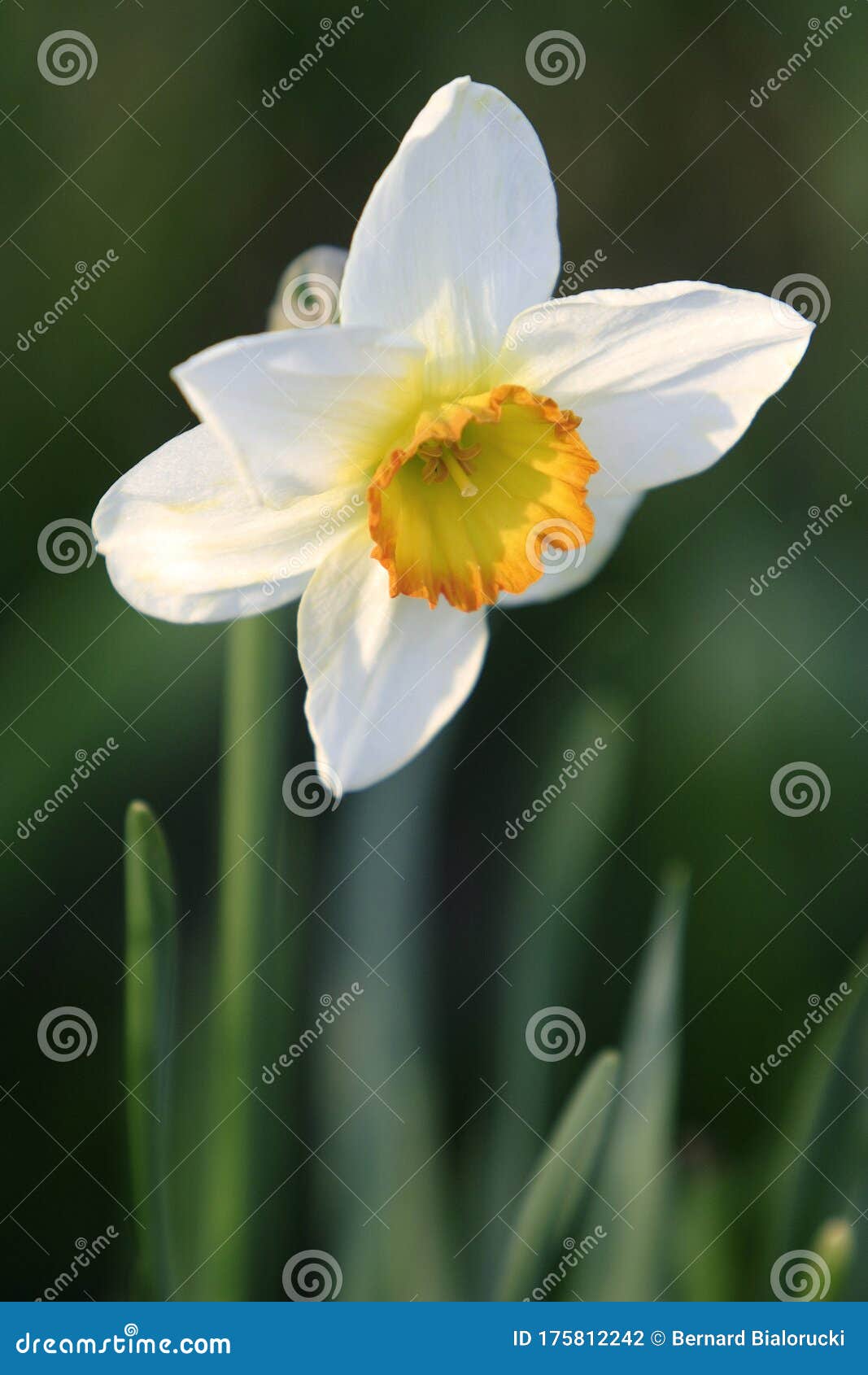 blooming poetÃ¢â¬â¢s narcissus flower, know also as poetÃ¢â¬â¢s daffodil, nargis, phesantÃ¢â¬â¢s eye, findern flower or pinkster lily -
